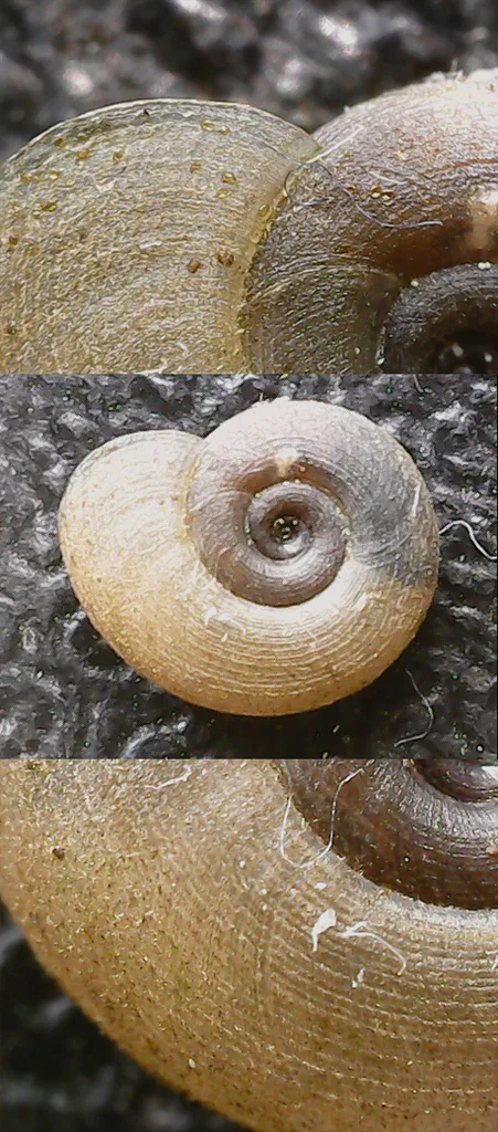 Gyraulus albus