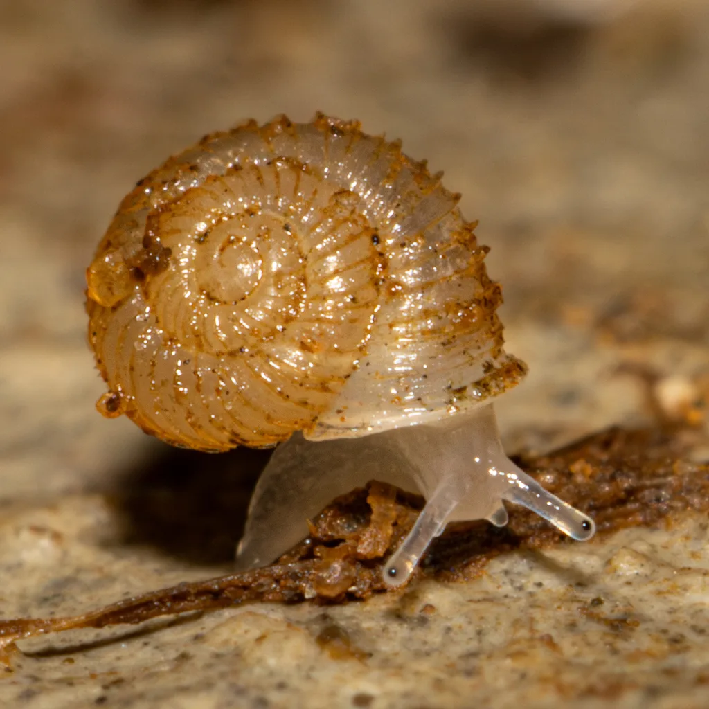 Costate Vallonia