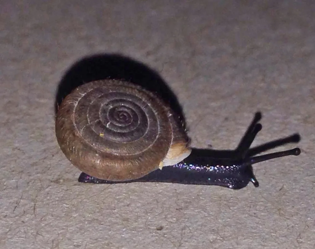 Corfu Lindholm's Snail