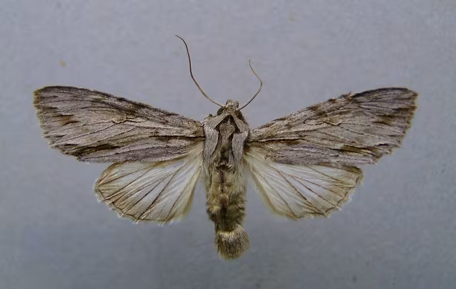 Auchmis detersa