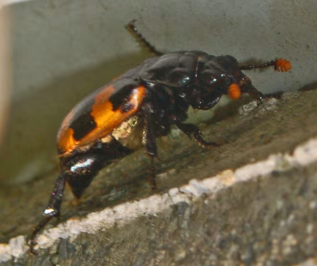 Nicrophorus interruptus
