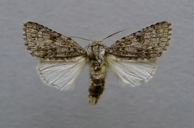Acronicta (Viminia) euphorbiae