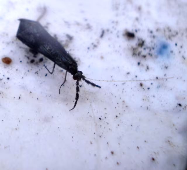 Mystacides azureus