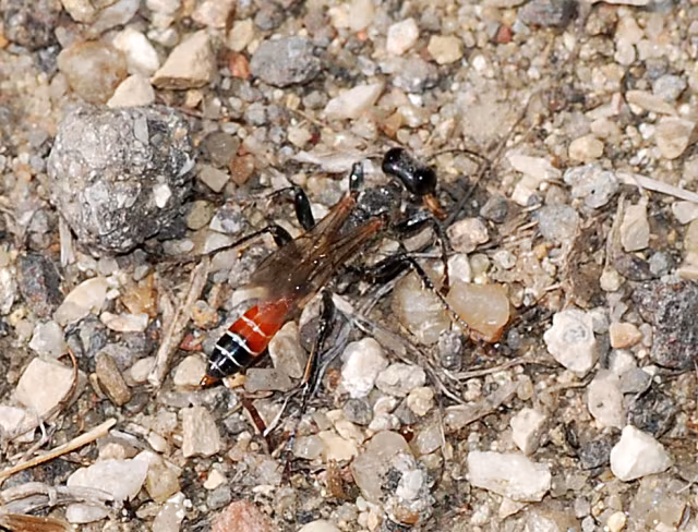 Prionyx kirbii