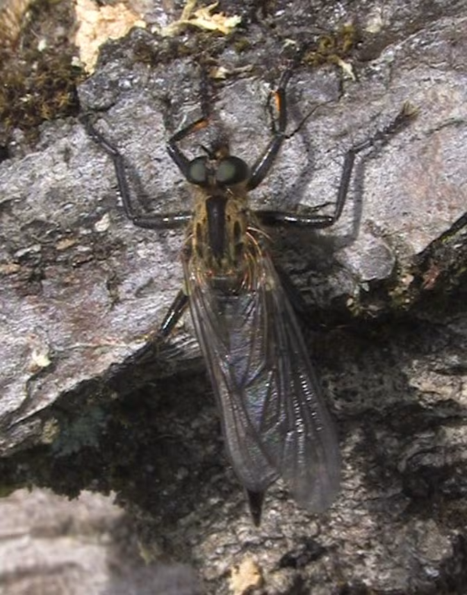 Didysmachus picipes