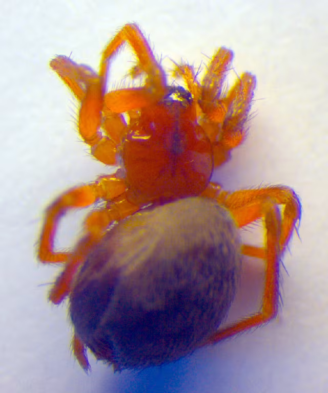 Antistea elegans