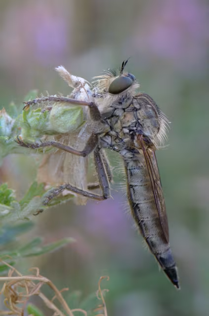 Machimus rusticus