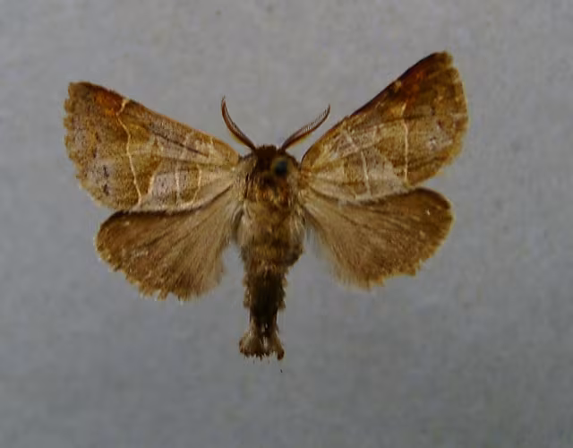 Clostera pigra