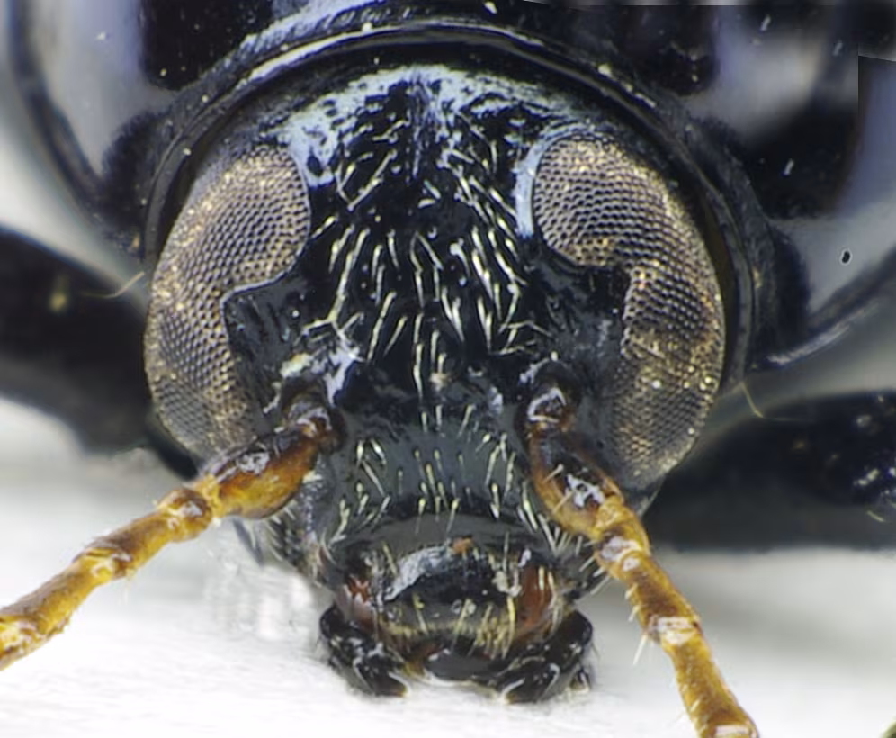 Cryptocephalus bipunctatus