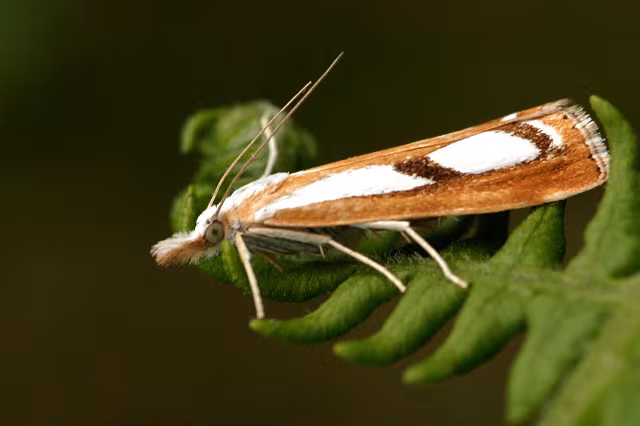 Catoptria permutatellus