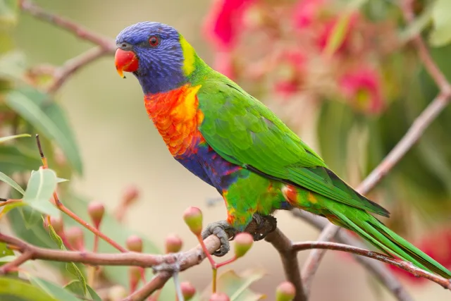 Lorichetto arcobaleno