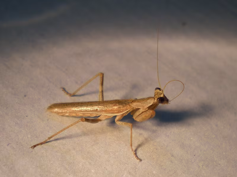 European Dwarf Mantis