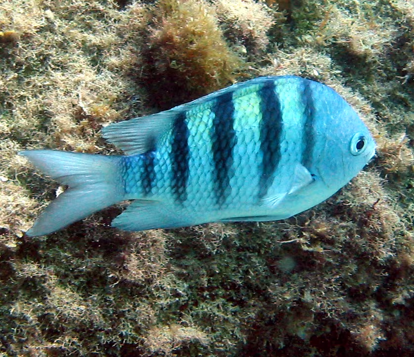 Pesce sergente maggiore dei Caraibi