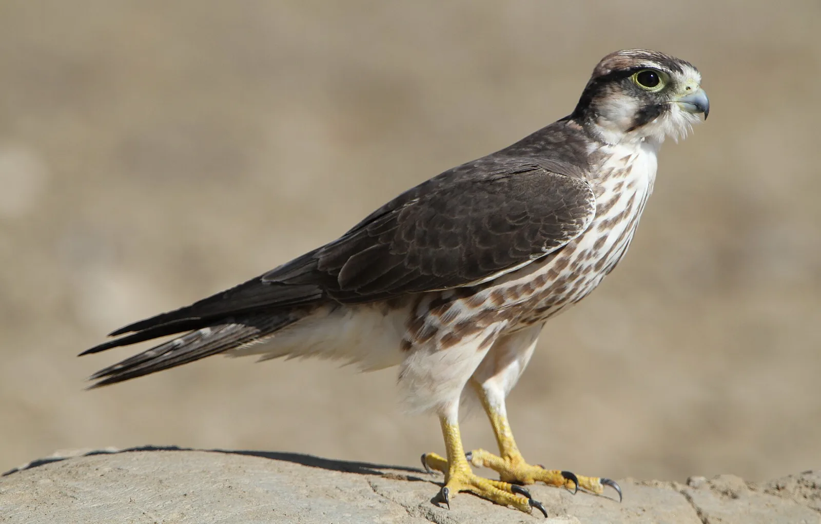 Lanner Falcon