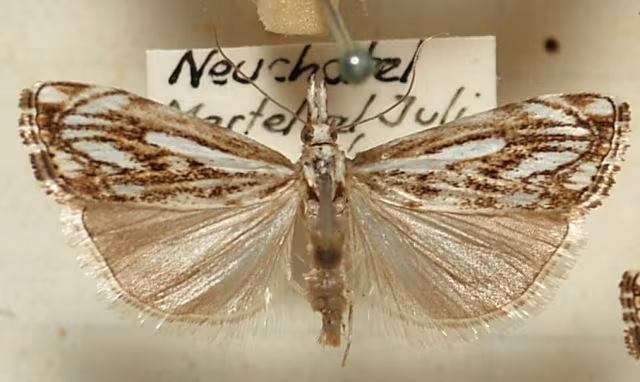Catoptria falsella
