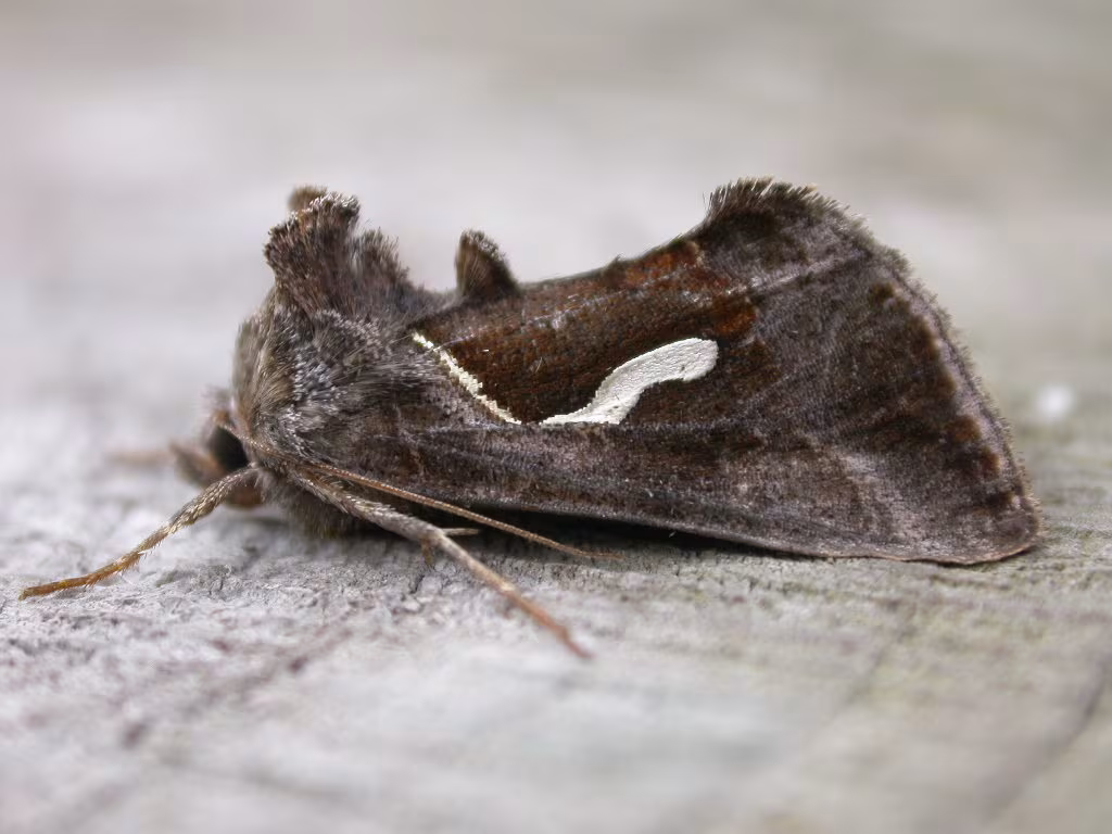 Macdunnoughia confusa