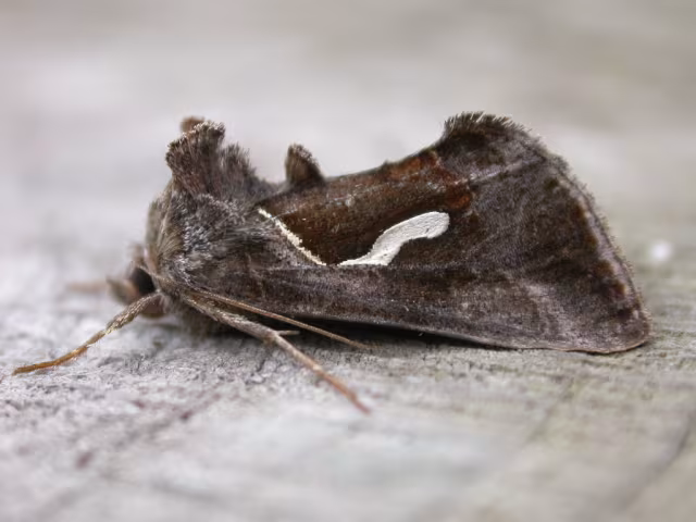Macdunnoughia confusa