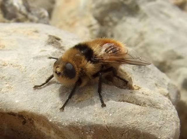 Cephenemyia stimulator