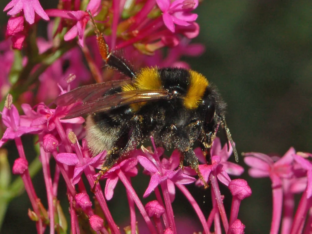 Bombus ruderatus