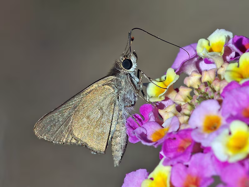 Gegenes pumilio