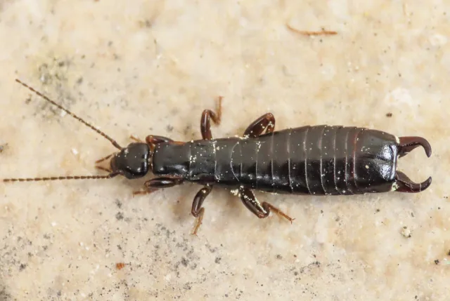 Euborellia moesta