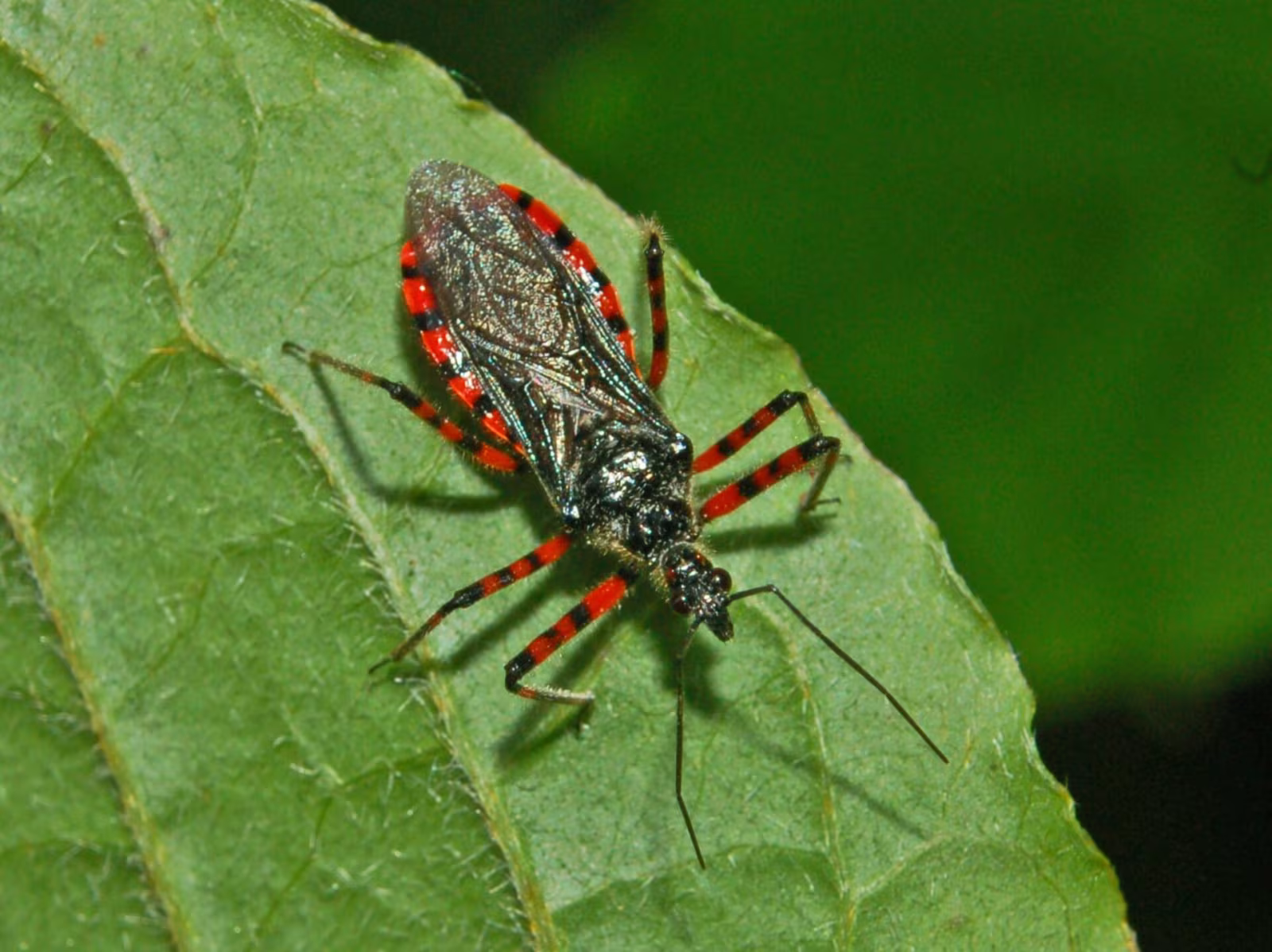 Sphedanolestes cingulatus