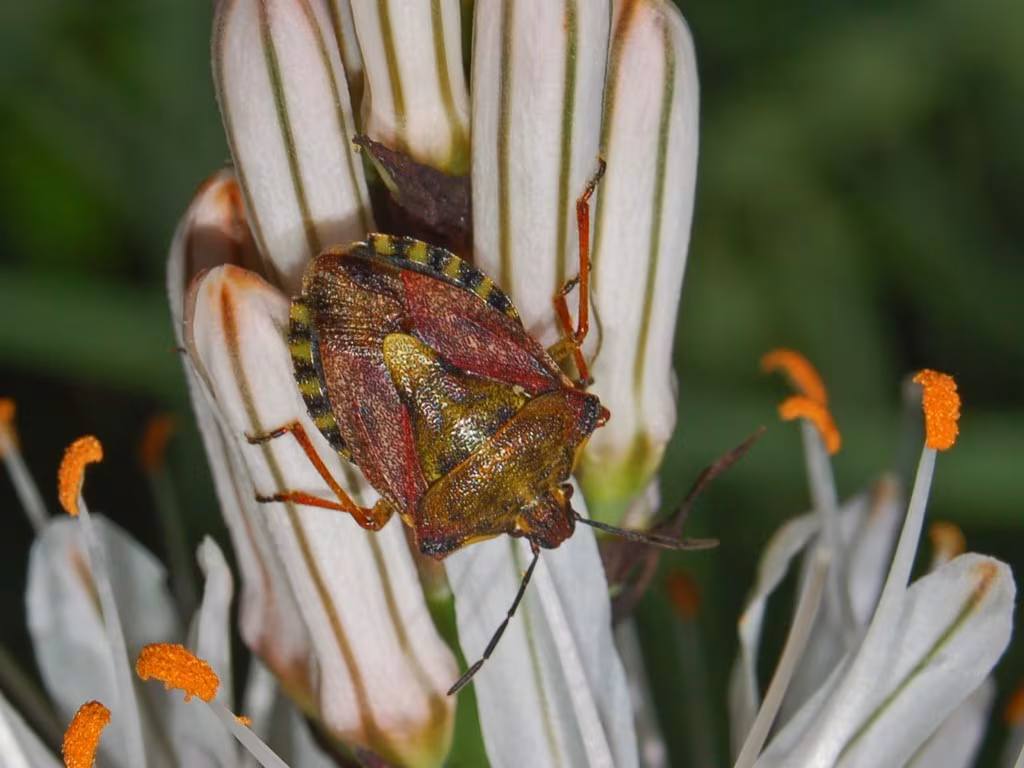 Carpocoris purpureipennis