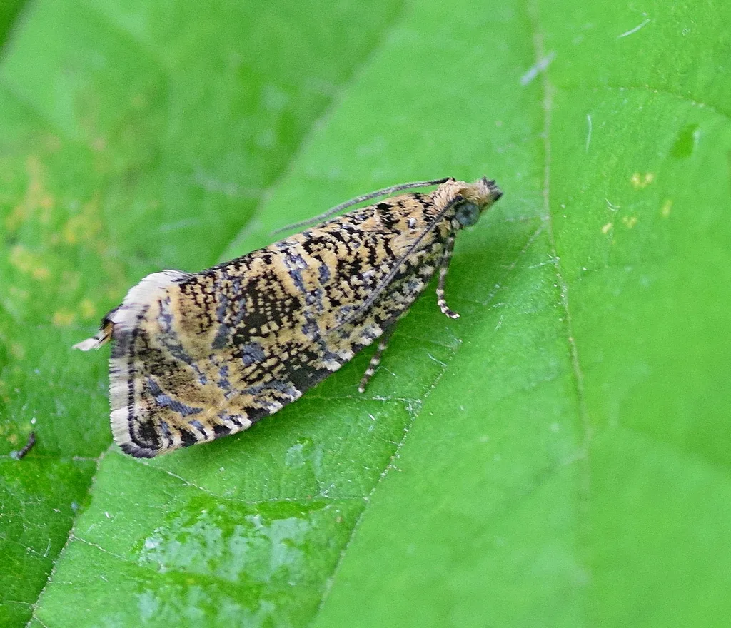 Syricoris lacunana