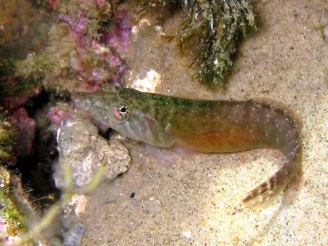 Connemarra Clingfish