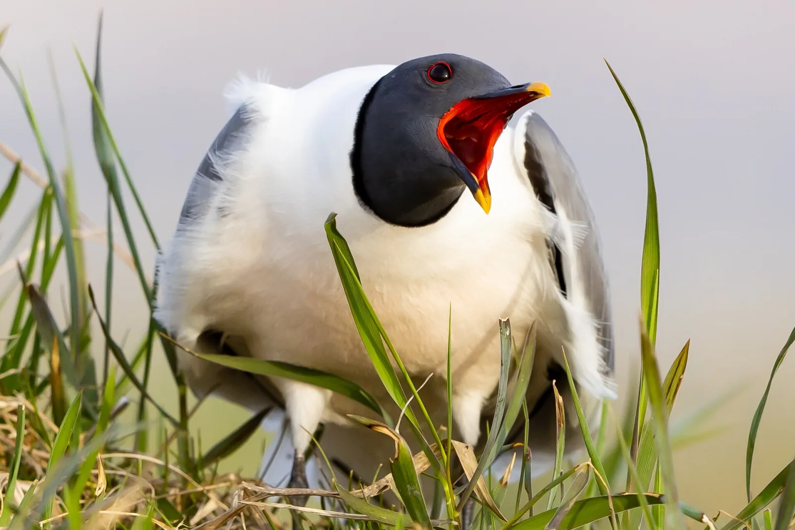 Sabine's Gull