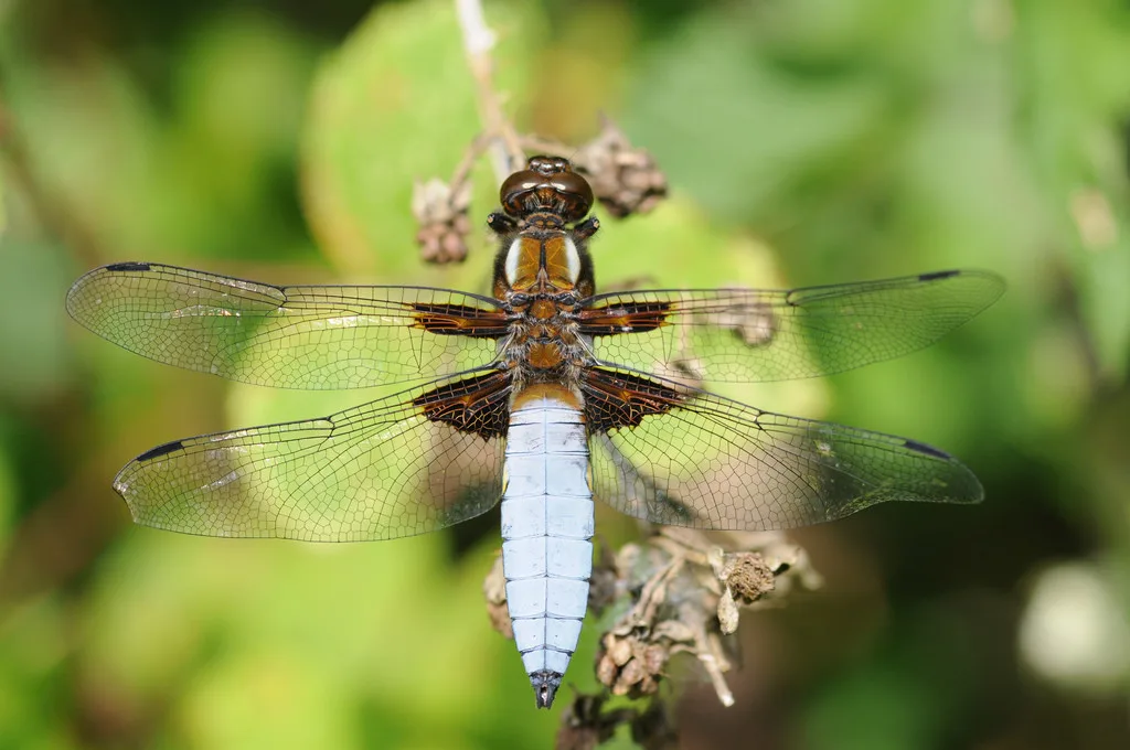 Libellula panciapiatta