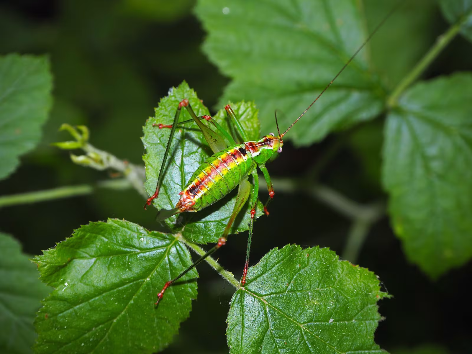 Andreiniimon nuptialis