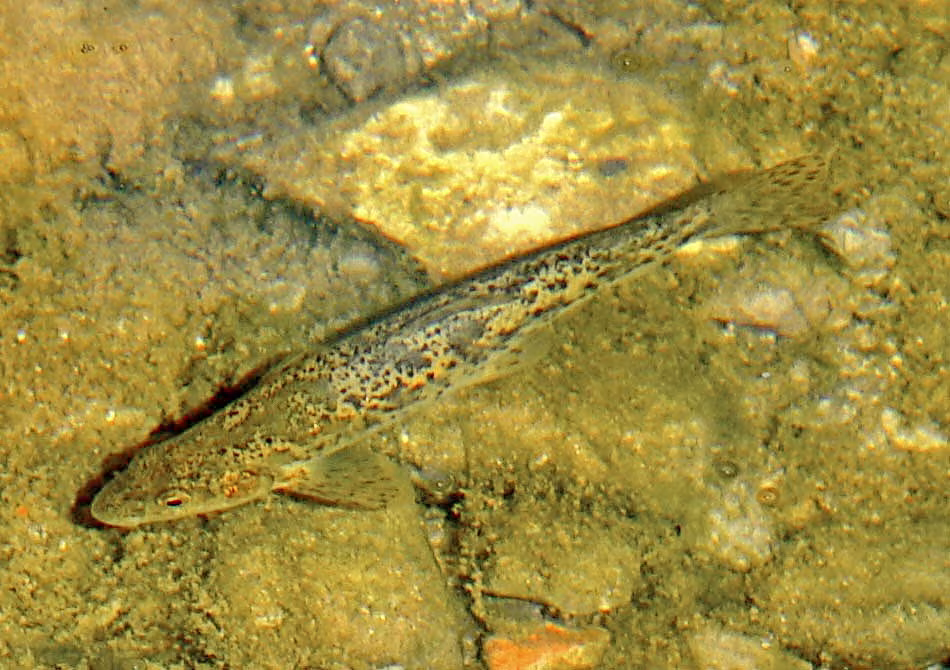 Danube Barbel