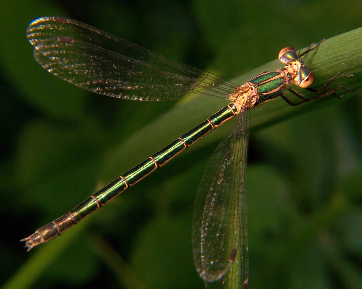 Verdina robusta
