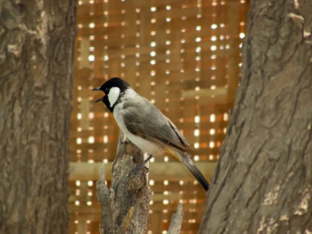 Bulbul guancebianche senza cresta