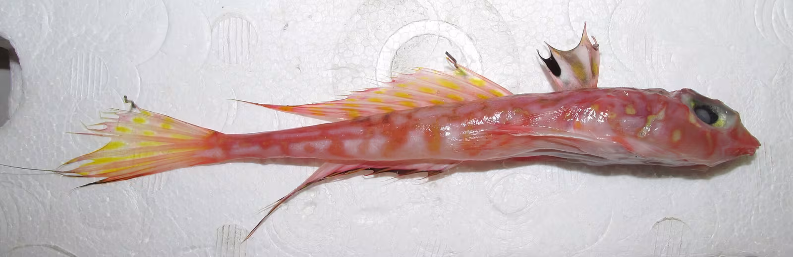 Synchiropus phaeton