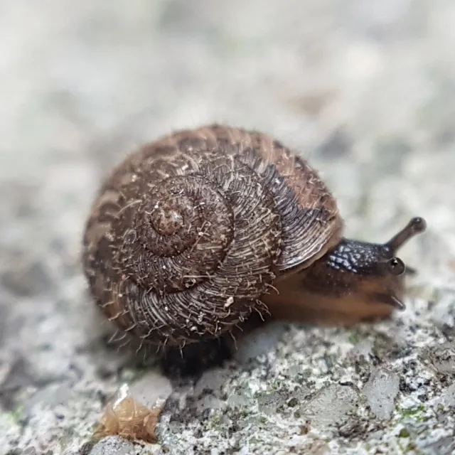 Chiocciola vellutata europea