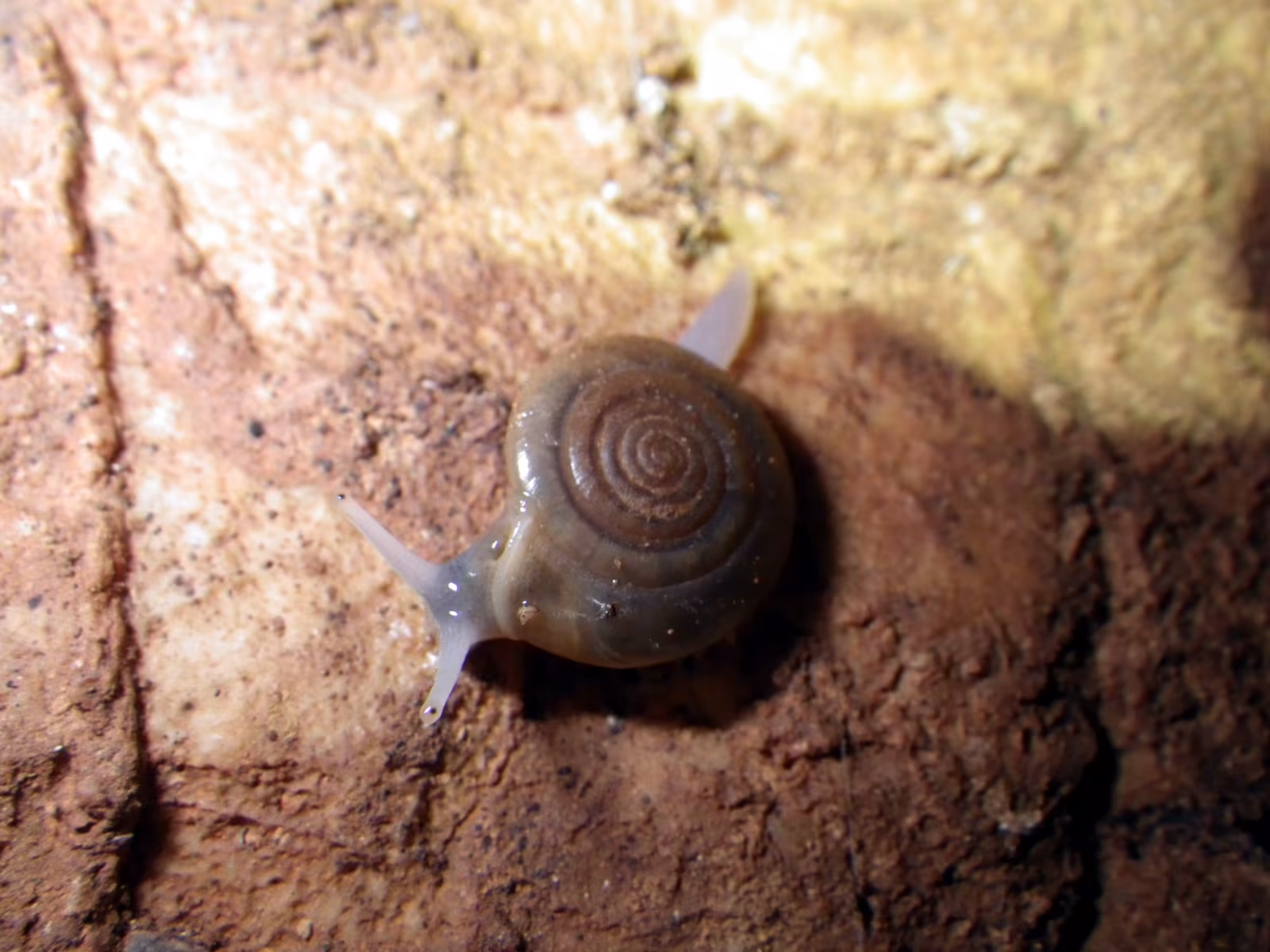 Oxychilus oppressus