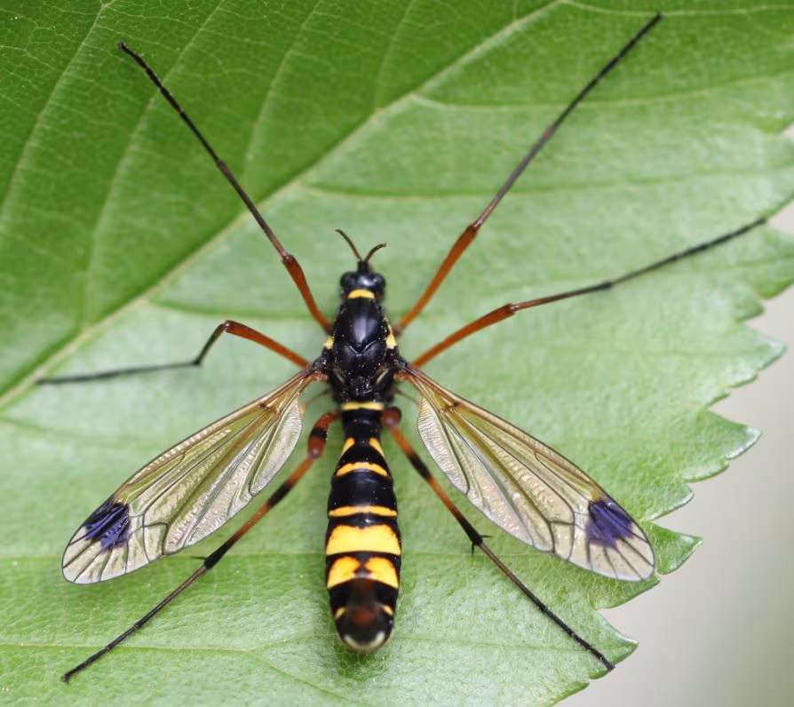 Ctenophora festiva