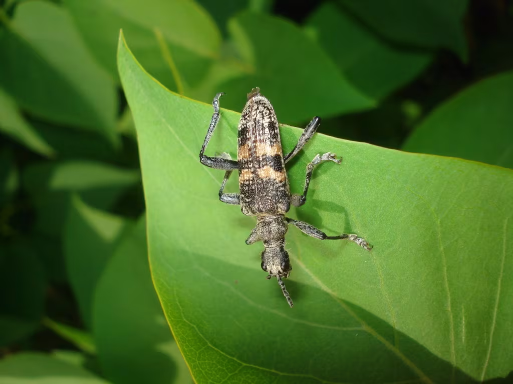 Rhagium mordax