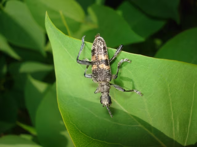 Rhagium mordax
