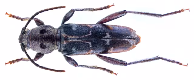 Xylotrechus smei