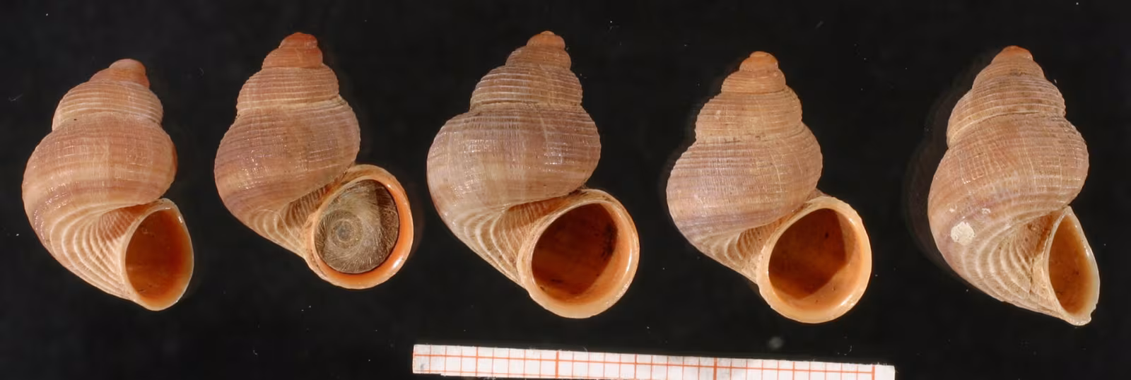 Tudorella multisulcata