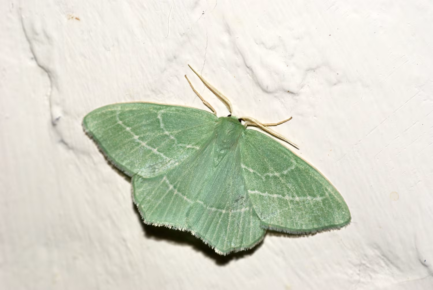 Hemistola chrysoprasaria