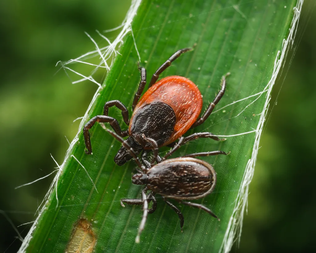 Castor Bean Tick
