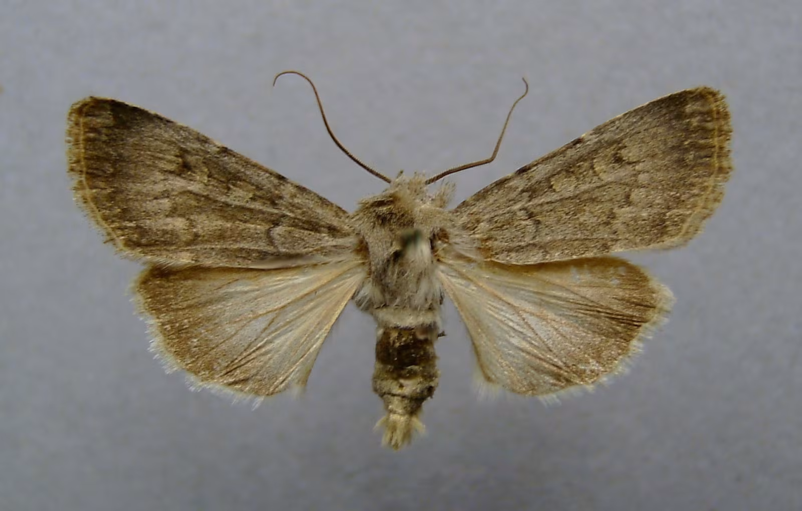 Euxoa (Euxoa) decora