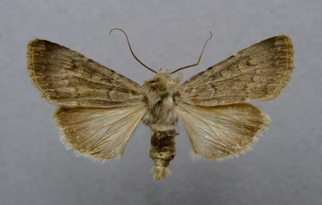 Euxoa (Euxoa) decora