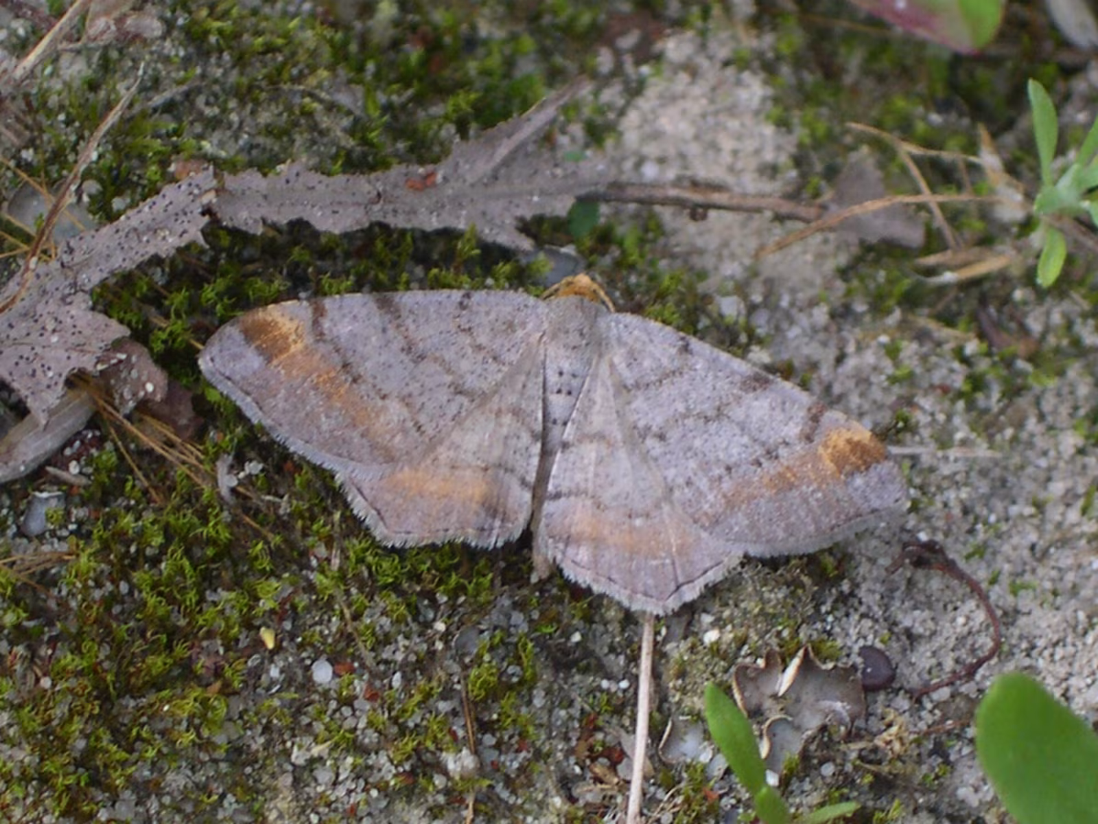 Macaria liturata