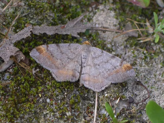 Macaria liturata