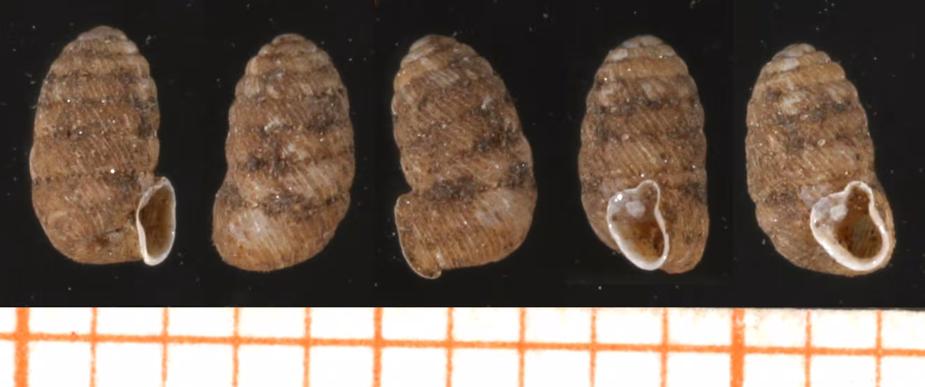 Pagodulina austeniana